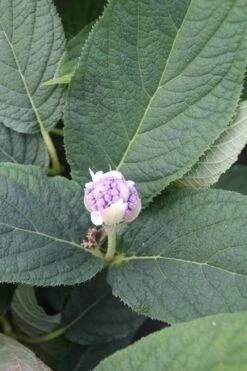 Hortensia (Hydrangea Involucrata) -Aanbiedingen Groene Hekken Winkel hydrangea involucrata 5 1