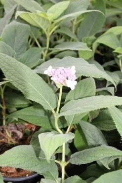 Hortensia (Hydrangea Involucrata) -Aanbiedingen Groene Hekken Winkel hydrangea involucrata 2 1