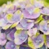 Hortensia (Hydrangea 'Magical Jewel Blue') 1 Hortensia (Hydrangea 'Magical Jewel Blue') -Aanbiedingen Groene Hekken Winkel hydrangea macr magical amethyst blue kopie