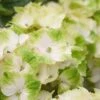 Hortensia (Hydrangea Magical Noblesse) -Aanbiedingen Groene Hekken Winkel hydrangea macr magical noblesse kopie