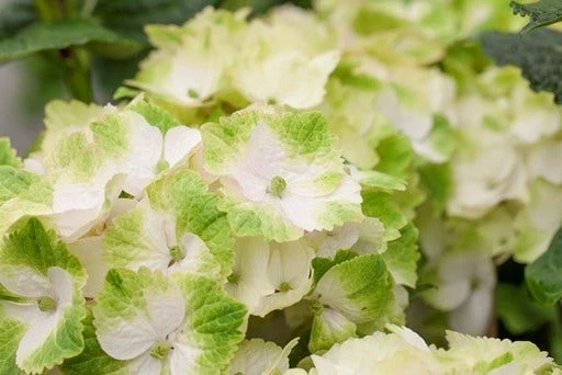 Hortensia (Hydrangea Magical Noblesse) 3 Hortensia (Hydrangea Magical Noblesse)