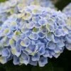 Hortensia (Hydrangea Magical Revolution Blue) -Aanbiedingen Groene Hekken Winkel hydrangea macr magical revolution blue kopie