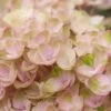 Hortensia (Hydrangea Magical Revolution Pink) 2 Hortensia (Hydrangea Magical Revolution Pink) -Aanbiedingen Groene Hekken Winkel hydrangea macr magical revolution pink