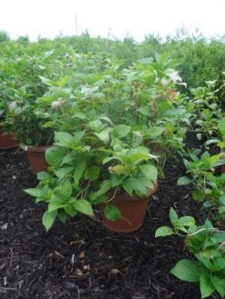 Hortensia (Hydrangea Macrophylla 'Soeur Therese') 7 Hortensia (Hydrangea Macrophylla 'Soeur Therese') -Aanbiedingen Groene Hekken Winkel hydrangea macrophylla soeur therese c50 1