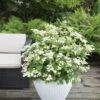 Hortensia (Hydrangea 'Prim White') 1 Hortensia (Hydrangea 'Prim White') -Aanbiedingen Groene Hekken Winkel hydrangea pan. prim white 1