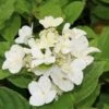 Pluimhortensia (Hydrangea Paniculata 'Dart's Little Dot') -Aanbiedingen Groene Hekken Winkel hydrangea paniculata darts little dot 1