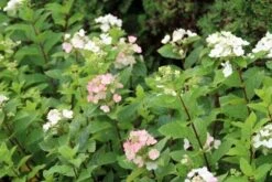 Pluimhortensia (Hydrangea Paniculata 'Dart's Little Dot') -Aanbiedingen Groene Hekken Winkel hydrangea paniculata darts little dot 3 1