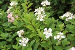 Pluimhortensia (Hydrangea Paniculata 'Dart's Little Dot') -Aanbiedingen Groene Hekken Winkel hydrangea paniculata darts little dot 4 1