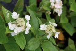 Pluimhortensia (Hydrangea Paniculata 'Dart's Little Dot') -Aanbiedingen Groene Hekken Winkel hydrangea paniculata darts little dot 5 1