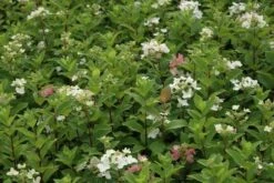 Pluimhortensia (Hydrangea Paniculata 'Dart's Little Dot') -Aanbiedingen Groene Hekken Winkel hydrangea paniculata darts little dot 7 1