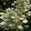 Pluimhortensia (Hydrangea Paniculata 'Dharuma') -Aanbiedingen Groene Hekken Winkel hydrangea paniculata dharuma 2 1