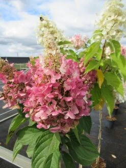 Pluimhortensia Op Stam (Hydrangea Paniculata 'Pinky Winky') 7 Pluimhortensia Op Stam (Hydrangea Paniculata 'Pinky Winky') -Aanbiedingen Groene Hekken Winkel hydrangea paniculata pinky winky 2 1 1