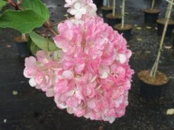 Pluimhortensia Op Stam (Hydrangea Paniculata 'Pinky Winky') -Aanbiedingen Groene Hekken Winkel hydrangea paniculata pinky winky 3 3