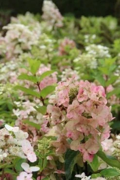 Pluimhortensia (Hydrangea Paniculata 'Unique') -Aanbiedingen Groene Hekken Winkel hydrangea paniculata unique 1 2