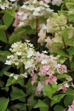 Pluimhortensia (Hydrangea Paniculata 'Unique') -Aanbiedingen Groene Hekken Winkel hydrangea paniculata unique 2 2