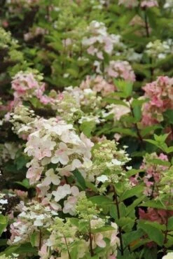 Pluimhortensia (Hydrangea Paniculata 'Unique') -Aanbiedingen Groene Hekken Winkel hydrangea paniculata unique 3