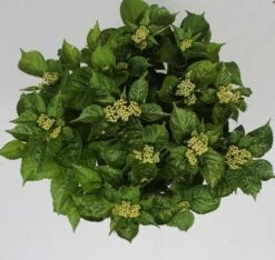 Hortensia Pink Pop (Hydrangea 'Music Collection') 6 Hortensia Pink Pop (Hydrangea 'Music Collection') -Aanbiedingen Groene Hekken Winkel hydrangea pink pop c5 4 2