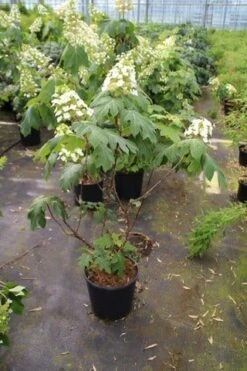 Eikenbladhortensia (Hydrangea Quercifolia) -Aanbiedingen Groene Hekken Winkel hydrangea quercifolia 1