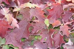 Eikenbladhortensia (Hydrangea Quercifolia) -Aanbiedingen Groene Hekken Winkel hydrangea quercifolia 1