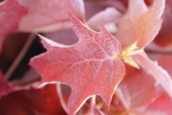 Eikenbladhortensia (Hydrangea Quercifolia) -Aanbiedingen Groene Hekken Winkel hydrangea quercifolia 2 1