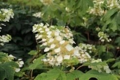 Eikenbladhortensia (Hydrangea Quercifolia) -Aanbiedingen Groene Hekken Winkel hydrangea quercifolia 2 1