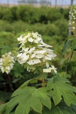 Eikenbladhortensia (Hydrangea Quercifolia) -Aanbiedingen Groene Hekken Winkel hydrangea quercifolia 3