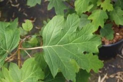 Eikenbladhortensia (Hydrangea Quercifolia) -Aanbiedingen Groene Hekken Winkel hydrangea quercifolia 4 1