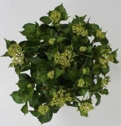Hortensia Red Reggae (Hydrangea 'Music Collection') -Aanbiedingen Groene Hekken Winkel hydrangea red reggae c5 4 1