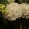 Hortensia (Hydrangea Macrophylla 'Schneeball') -Aanbiedingen Groene Hekken Winkel hydrangea schneeball 2 1 1