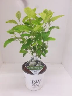 Hortensia (Hydrangea 'Strong Annabelle') -Aanbiedingen Groene Hekken Winkel hydrangea strong annabel 1