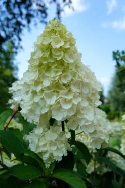 Pluimhortensia (Hydrangea Paniculata 'Sundae Fraise') -Aanbiedingen Groene Hekken Winkel hydrangea sundae fraise 01