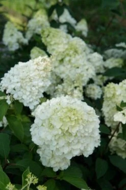 Pluimhortensia (Hydrangea Paniculata 'Sundae Fraise') 17 Pluimhortensia (Hydrangea Paniculata 'Sundae Fraise') -Aanbiedingen Groene Hekken Winkel hydrangea sundae fraise 03 1