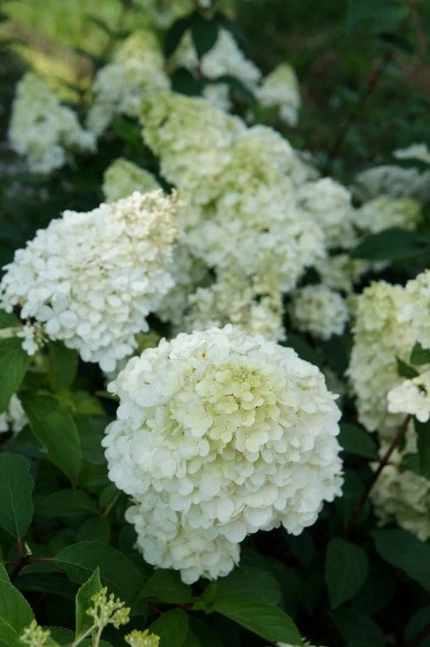 Pluimhortensia (Hydrangea Paniculata 'Sundae Fraise') 10 Pluimhortensia (Hydrangea Paniculata 'Sundae Fraise') - Afbeelding 8