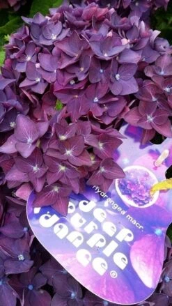 Hortensia Deep Purple Dance (Hydrangea 'Music Collection') 8 Hortensia Deep Purple Dance (Hydrangea 'Music Collection') -Aanbiedingen Groene Hekken Winkel hydrangeadeeppurpledance01 2