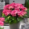 Hortensia Rood (Hydrangea 'Forever&Ever') -Aanbiedingen Groene Hekken Winkel hydrangeaforeverandeverroodv01 2