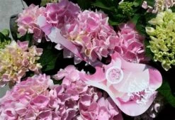 Hortensia Soft Pink Salsa (Hydrangea 'Music Collection') -Aanbiedingen Groene Hekken Winkel hydrangeasoftpinksalsa01 1 2