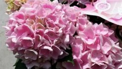 Hortensia Soft Pink Salsa (Hydrangea 'Music Collection') -Aanbiedingen Groene Hekken Winkel hydrangeasoftpinksalsa02 1
