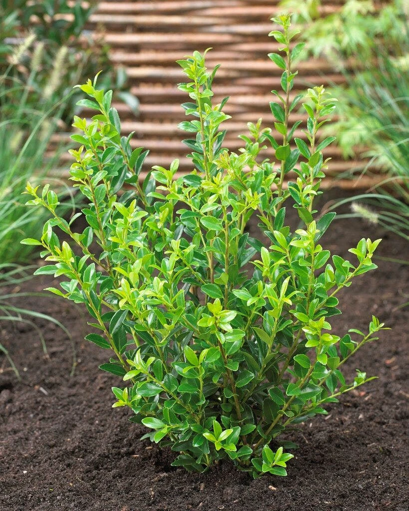 Japanse Hulst (Ilex Maximowicziana 'Kanehirae') 3 Japanse Hulst (Ilex Maximowicziana 'Kanehirae')