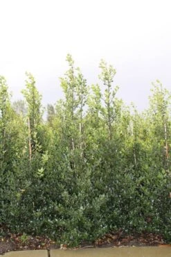 Hulst (Ilex Aquifolium 'Alaska') -Aanbiedingen Groene Hekken Winkel ilex a alaska 150 175