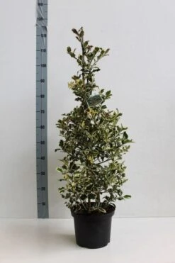 Hulst (Ilex Aquifolium 'Argentea Marginata') 14 Hulst (Ilex Aquifolium 'Argentea Marginata') -Aanbiedingen Groene Hekken Winkel ilex a argentea marginata 60 80 co. 5l kopie kopie 1