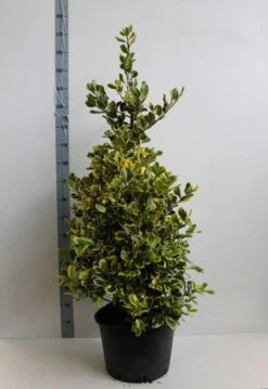 Hulst (Ilex Altaclerensis 'Golden King') 9 Hulst (Ilex Altaclerensis 'Golden King') -Aanbiedingen Groene Hekken Winkel ilex a golden king 100 125 cm co. 25 kopie kopie 1 1