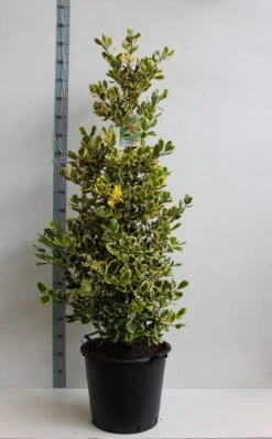 Hulst (Ilex Altaclerensis 'Golden King') 10 Hulst (Ilex Altaclerensis 'Golden King') -Aanbiedingen Groene Hekken Winkel ilex a golden king 125 150 cm 30l kopie kopie 1 1