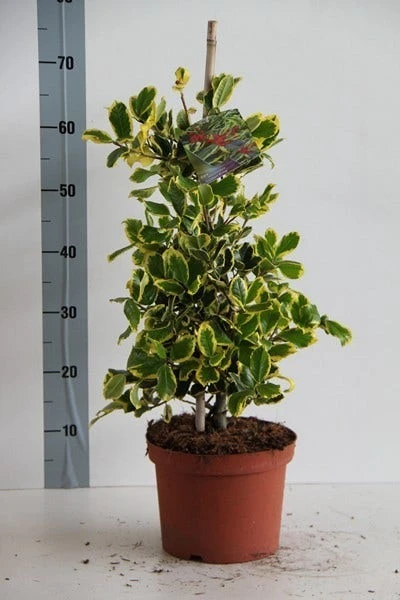 Hulst (Ilex Altaclerensis 'Golden King') 7 Hulst (Ilex Altaclerensis 'Golden King') - Afbeelding 5