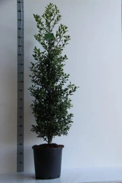 Hulst (Ilex Aquifolium 'Alaska') -Aanbiedingen Groene Hekken Winkel ilex aq. alaska 100 125 cm co. 18l v kopie 1