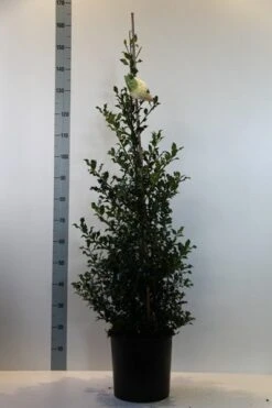 Hulst (Ilex Aquifolium 'Alaska') -Aanbiedingen Groene Hekken Winkel ilex aq. alaska 80 100 cm c12 kopie