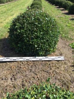 Hulst Als Bolvorm (Ilex Aquifolium) -Aanbiedingen Groene Hekken Winkel ilex aquifolium 90 cm breed bol drkl 1
