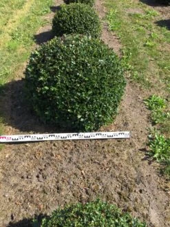 Hulst Als Bolvorm (Ilex Aquifolium) -Aanbiedingen Groene Hekken Winkel ilex aquifolium 90 cm breed bol drkl 3