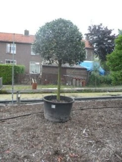 Hulst Op Stam (Ilex Aquifolium) -Aanbiedingen Groene Hekken Winkel ilex aquifolium halfstam 30 35 2