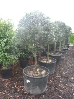 Hulst Op Stam (Ilex Aquifolium) -Aanbiedingen Groene Hekken Winkel ilex aquifolium halfstam c130 150 2