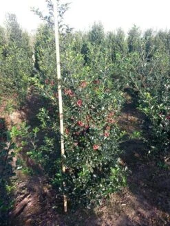 Blauwe Hulst (Ilex Meserveae 'Blue Princess') 7 Blauwe Hulst (Ilex Meserveae 'Blue Princess') -Aanbiedingen Groene Hekken Winkel ilex blue princess 125 150 cm drkl 1